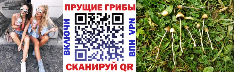 Купить закладки  Муравленко  Галлюциногенные грибы прущие грибы 